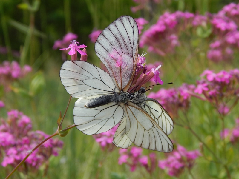 Aporia crataegi... una settimana dopo.